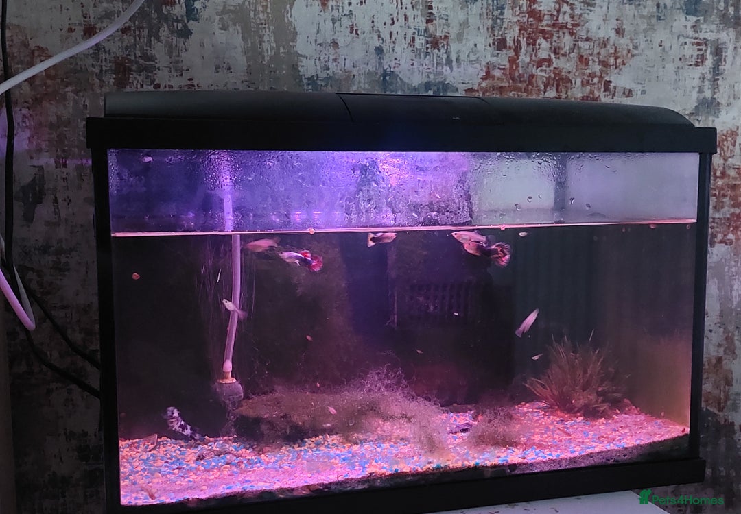Other/Mixed Breed fish for sale: 2 fish tank with every thing inside - Image 5