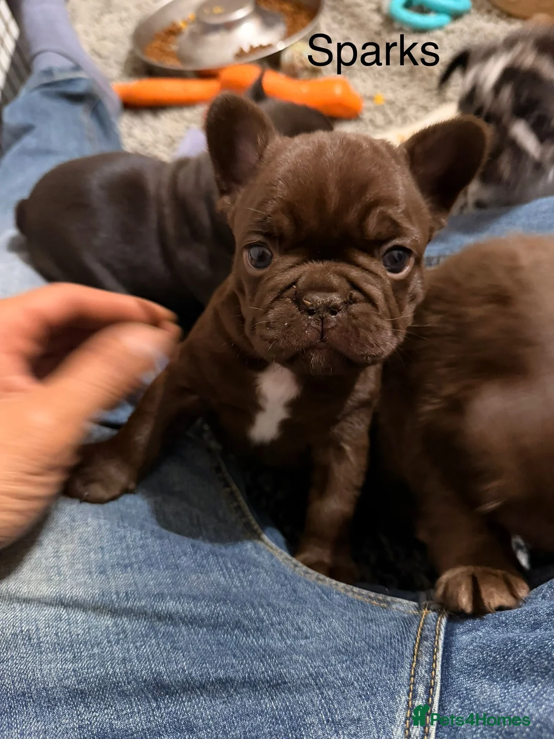 French Bulldog dogs for sale: French bulldog puppy  in Leeds - Advert 3