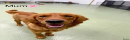 Golden Retriever dogs for sale: Rare Red Golden Retriever Puppies - Advert 2