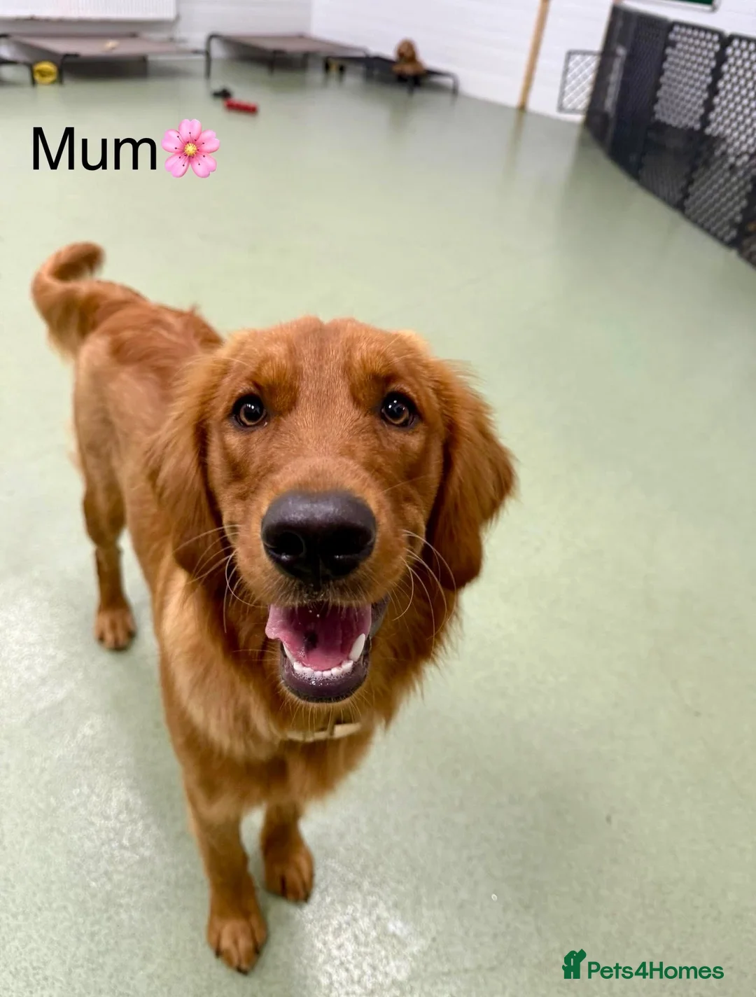 Golden Retriever dogs for sale: Rare Red Golden Retriever Puppies - Advert 2