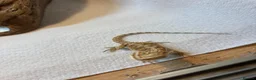 Bearded Dragon reptiles for sale: Baby Bearded dragons £50 each - Advert 8