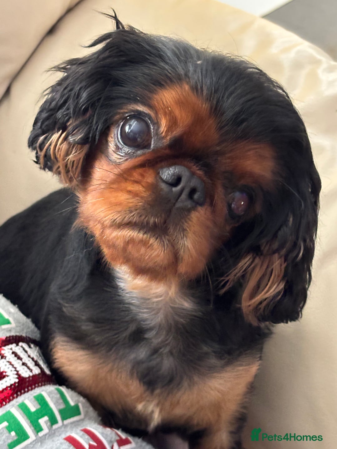 King Charles Spaniel dogs for sale: King Charles Spaniel  - Image 2