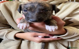 Mixed Breed dogs for sale: Deerhound greyhound collie puppies  - Image 21