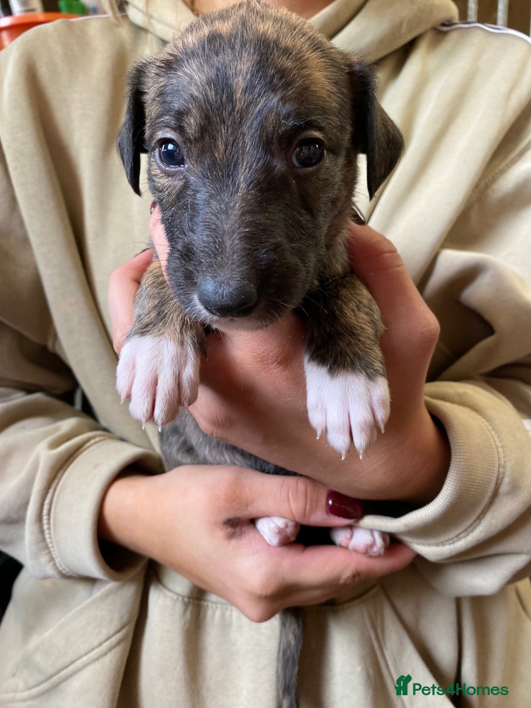 Mixed Breed dogs for sale: Deerhound greyhound collie puppies  - Image 21