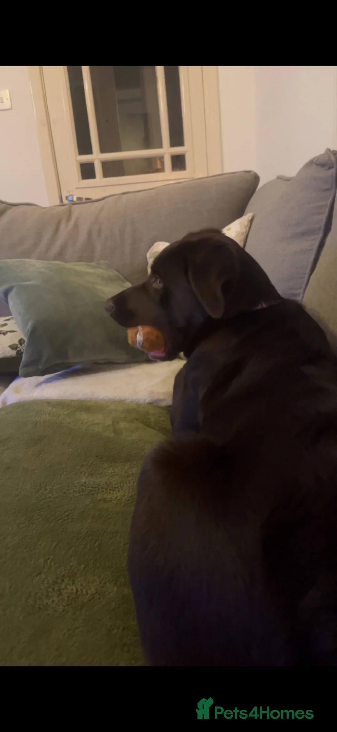 Labrador Retriever dogs for sale: Stunning chocolate Labrador  in Nottingham - Advert 13