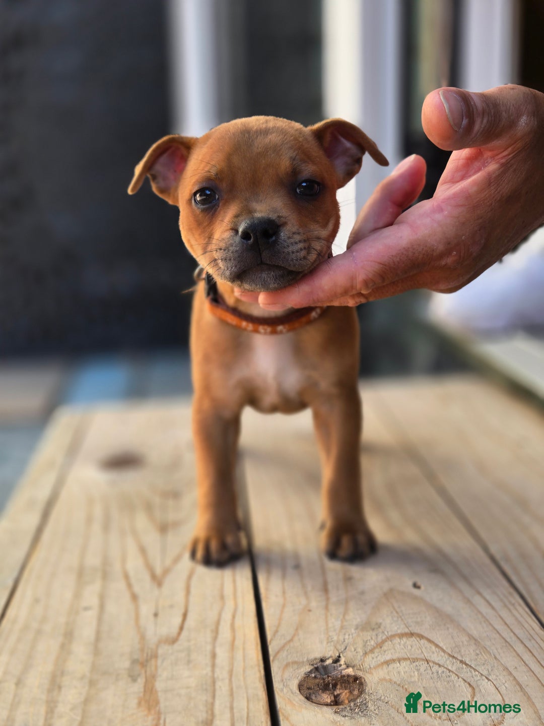 Staffordshire Bull Terrier dogs for sale: !READY NOW! KC Reg Quality Red Staffy Puppies  - Image 9