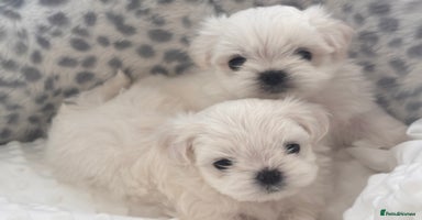 Maltese dogs - Advert 3
