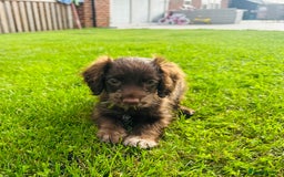 Cockapoo dogs for sale: Chocolate Merle Cockapoo Babies 🐾🐾🐾 - Image 5