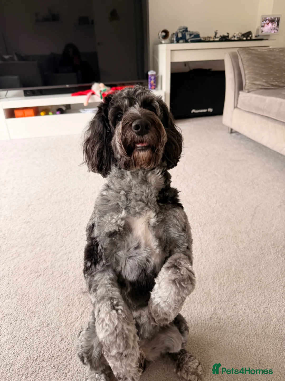 Cockapoo dogs for stud: The Stud  - Advert 2