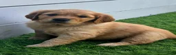 Golden Retriever dogs for sale: Lovely Golden Retriever Puppy's  - Advert 11