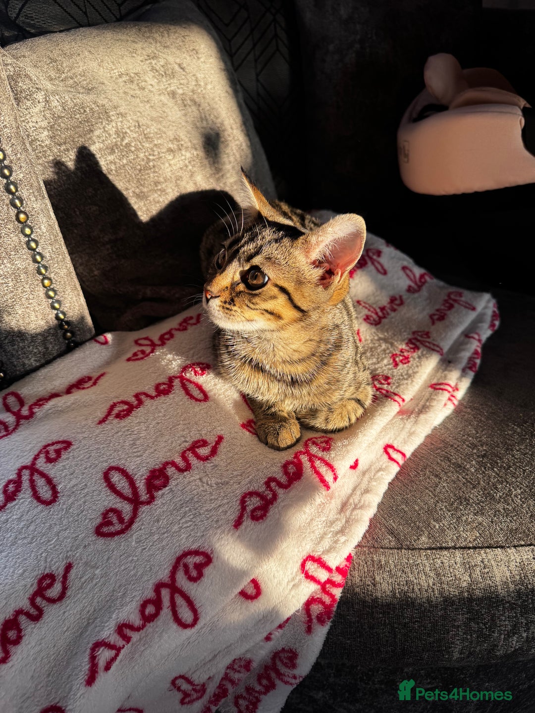 Mixed Breed cats for sale: Female Kitten - For Sale - Image 3