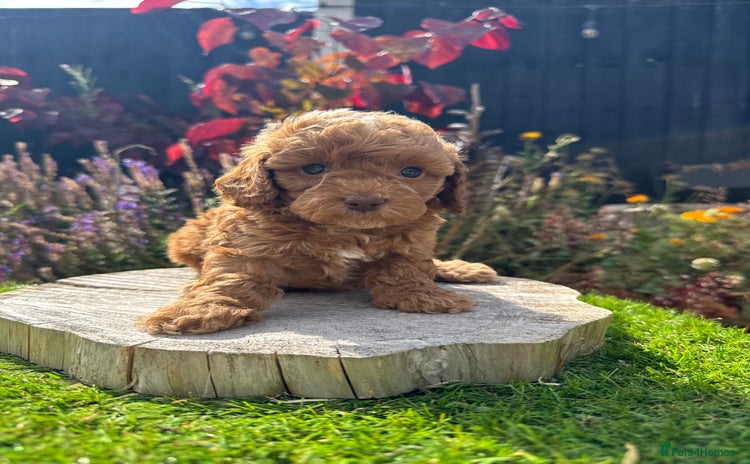 Cockapoo dogs - Advert 3