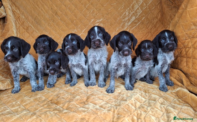 German Wirehaired Pointer dogs - Advert 1
