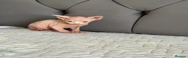 Sphynx 1
