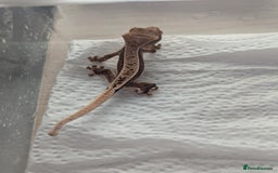 Gecko reptiles for sale: Lily White Crested Gecko - Image 2