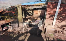 Ducks poultry for sale: White Indian Runner Male Duck - Image 11