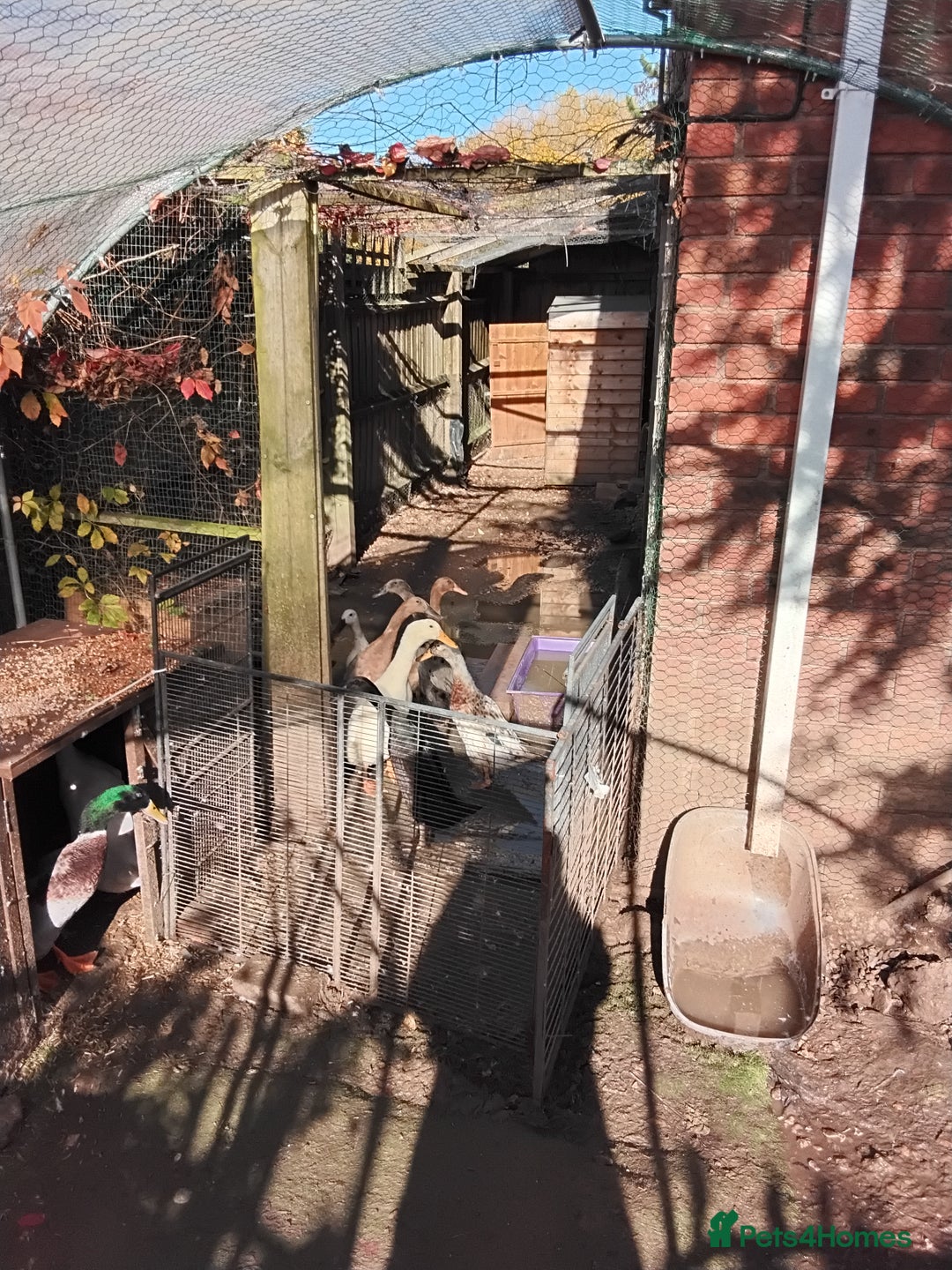 Ducks poultry for sale: White Indian Runner Male Duck - Image 11