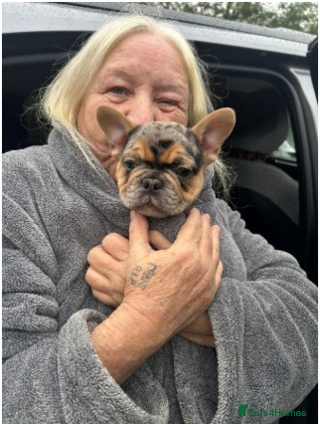 French Bulldog dogs for sale: Stunning French Bulldog Puppies for Sale  - Advert 7