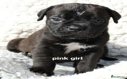 Cane Corso dogs for sale: Cane corso puppies ready to leave now - Image 17