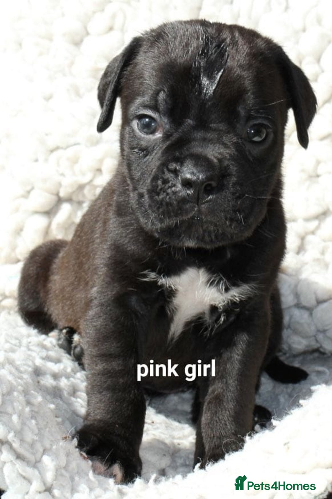 Cane Corso dogs for sale: Cane corso puppies ready to leave now - Image 17