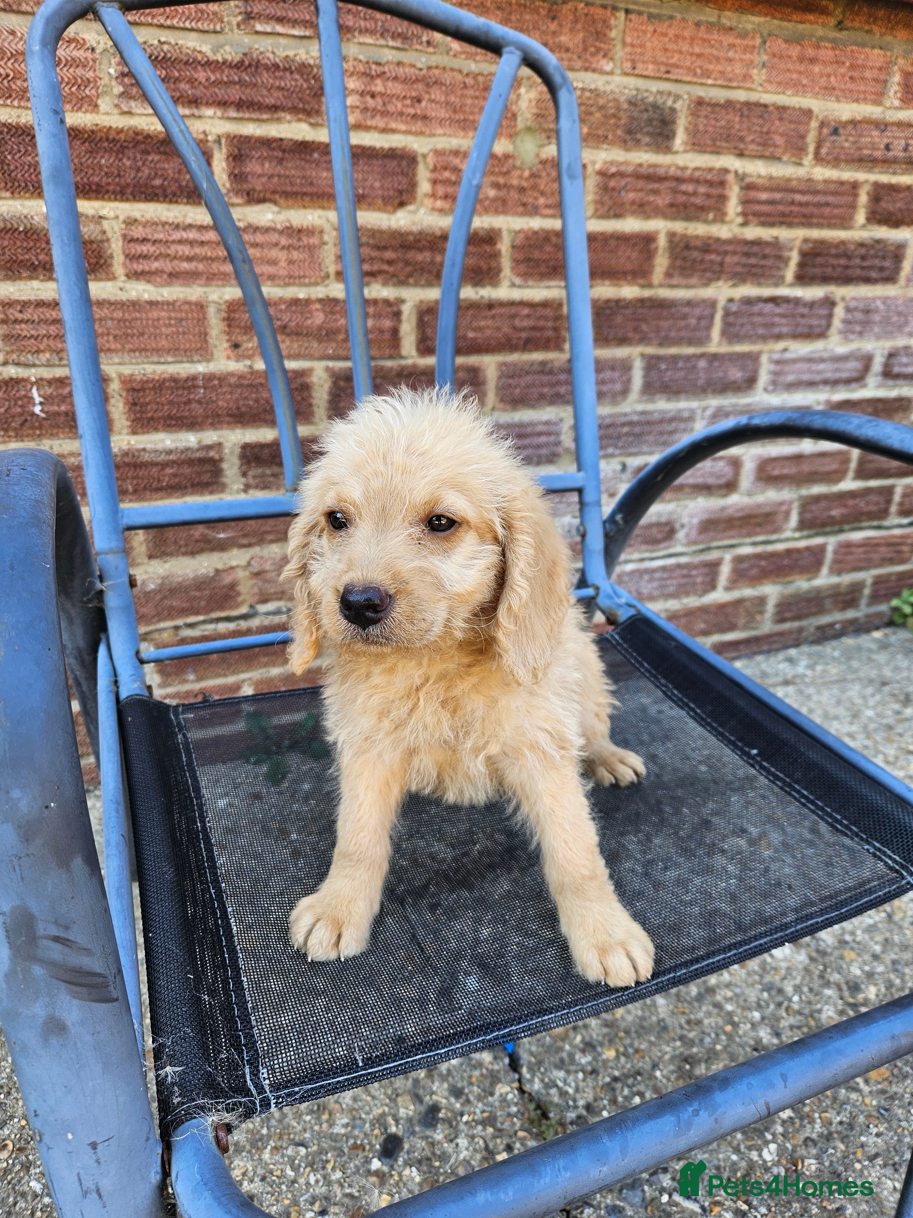 Labradoodle dogs Ready now Gorgeous Labradoodle puppies - Advert 2