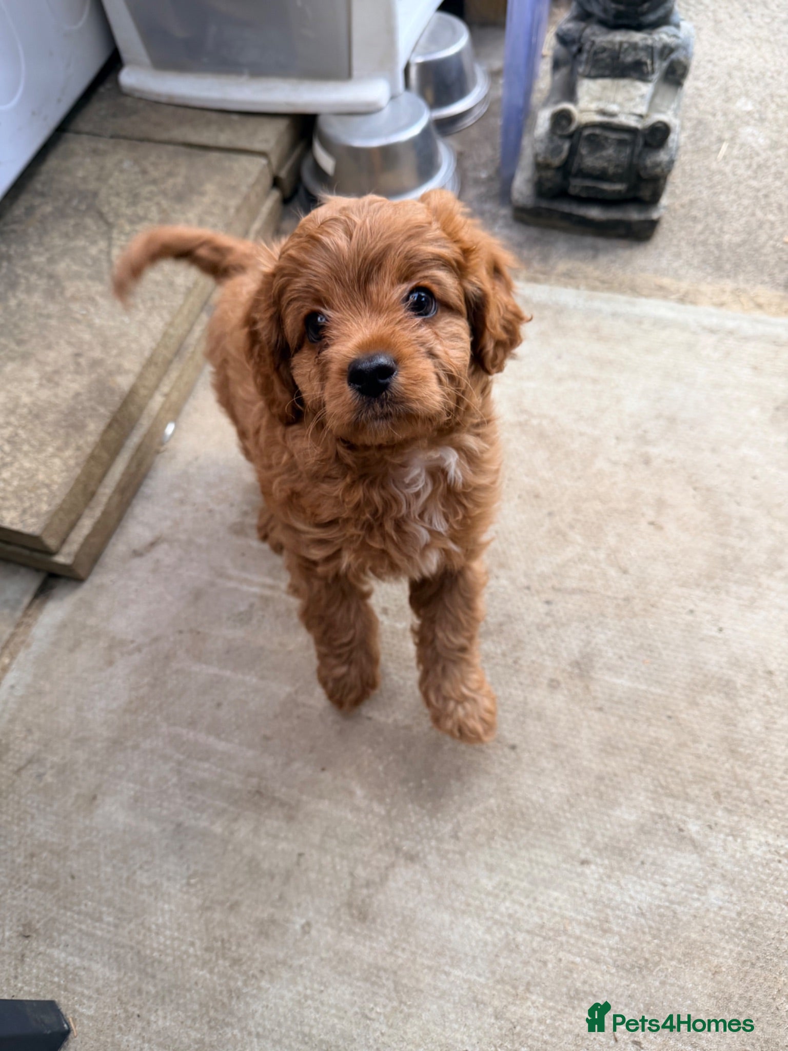 Cavapoo dogs Gorgeous Cavapoo  - Advert 11