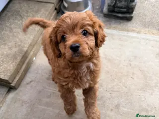 Cavapoo dogs Gorgeous Cavapoo - Advert 11