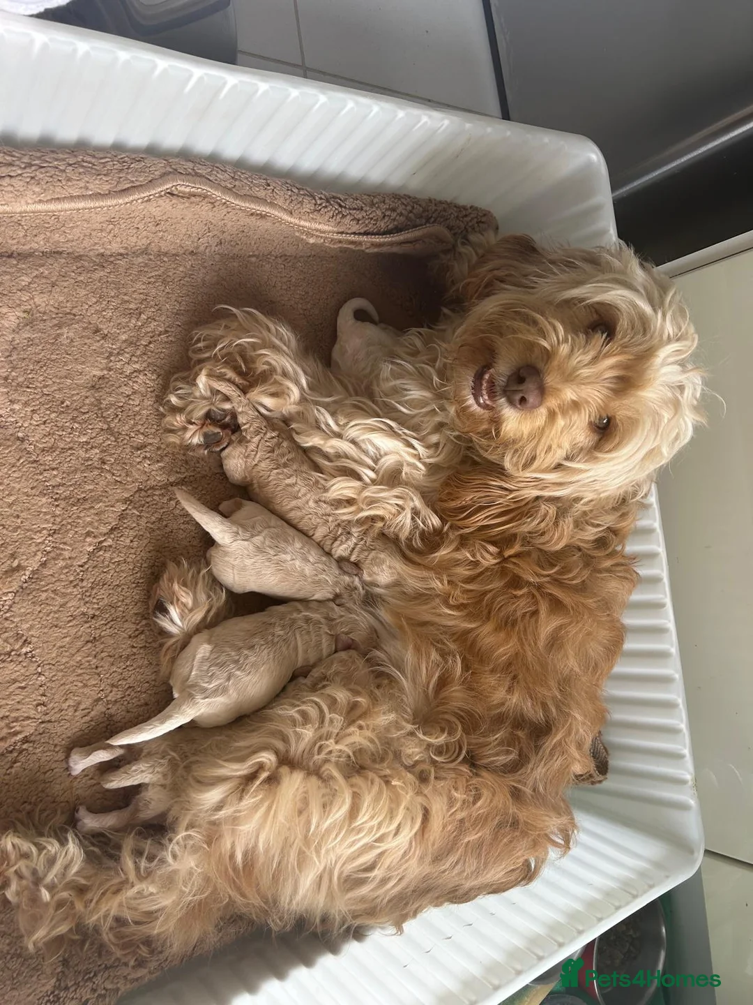 Cockapoo dogs for sale: Beautiful fb1 cockapoo puppies 1 boy 2 girls left in Somerton - Advert 2