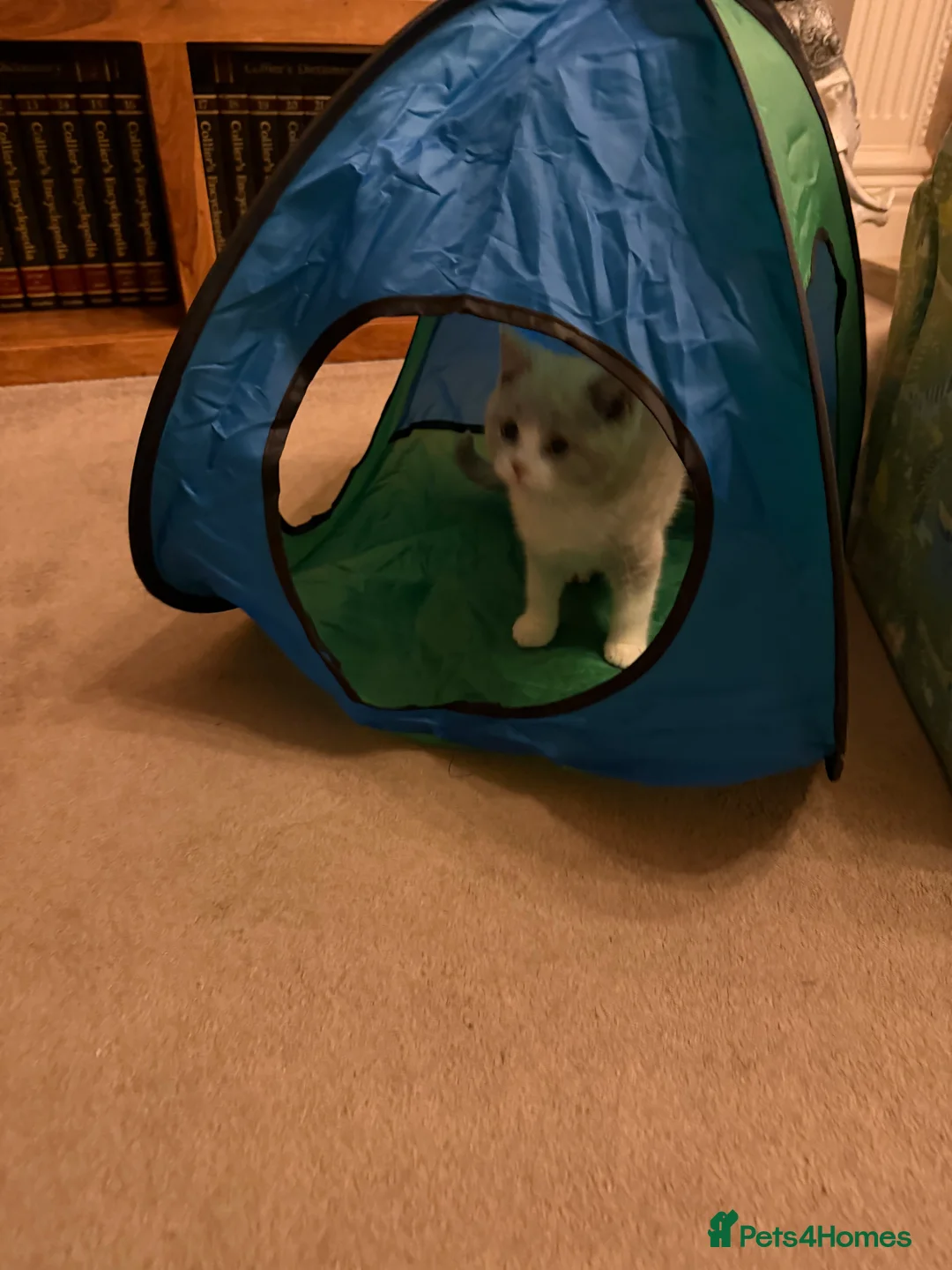 British Shorthair cats for sale: Lilac & White British Shorthair Male - Advert 5