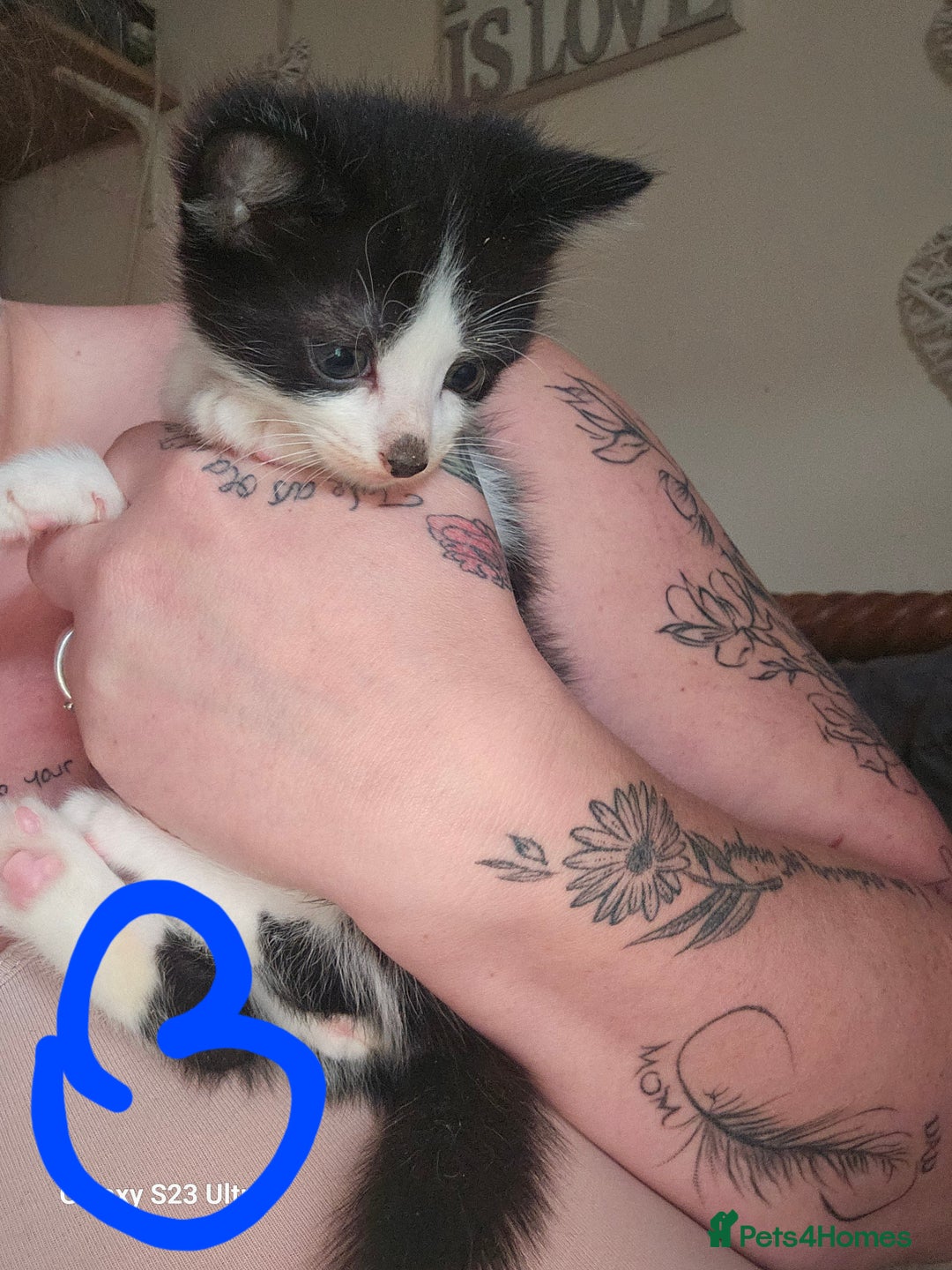 Mixed Breed cats for sale: 4 Beautiful Kittens **2 Black & White Boys Left** - Image 6