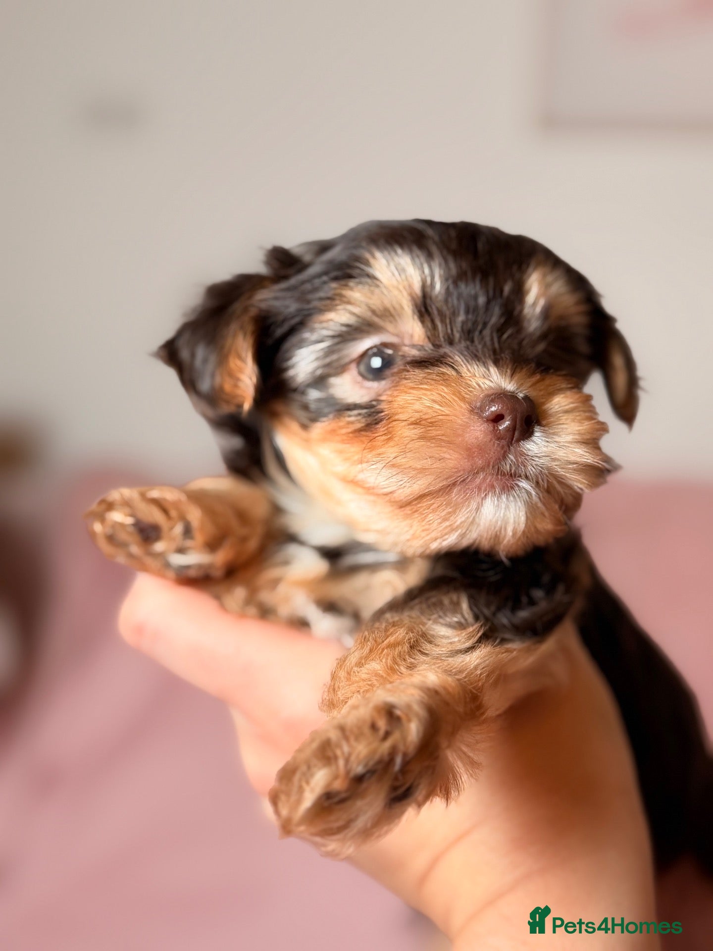 Yorkshire Terrier dogs for sale: Beautiful chocolate Biewer Yorkshire Terrier pupp  - Advert 2