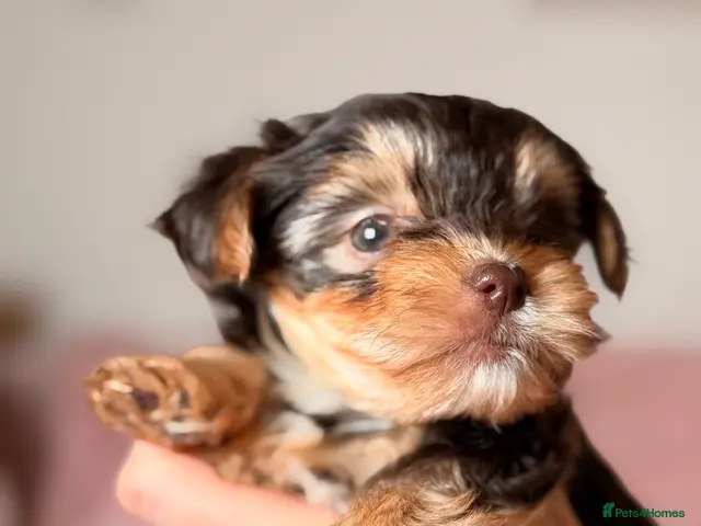 Yorkshire Terrier dogs for sale: Beautiful chocolate Biewer Yorkshire Terrier pupp - Advert 2