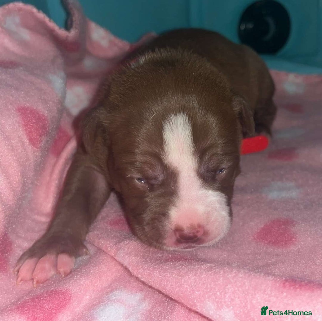 Mixed Breed dogs for sale: American Bulldog X Mastiff mix  - Image 21