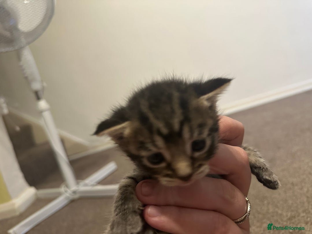 Scottish Fold cats for sale: Scottish fold (half) - Image 4