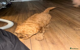Mixed Breed dogs for sale: X1 beautiful red miniature left (boy)  - Image 3
