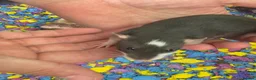 Rat rodents for sale: Adorable baby female rats - Advert 3