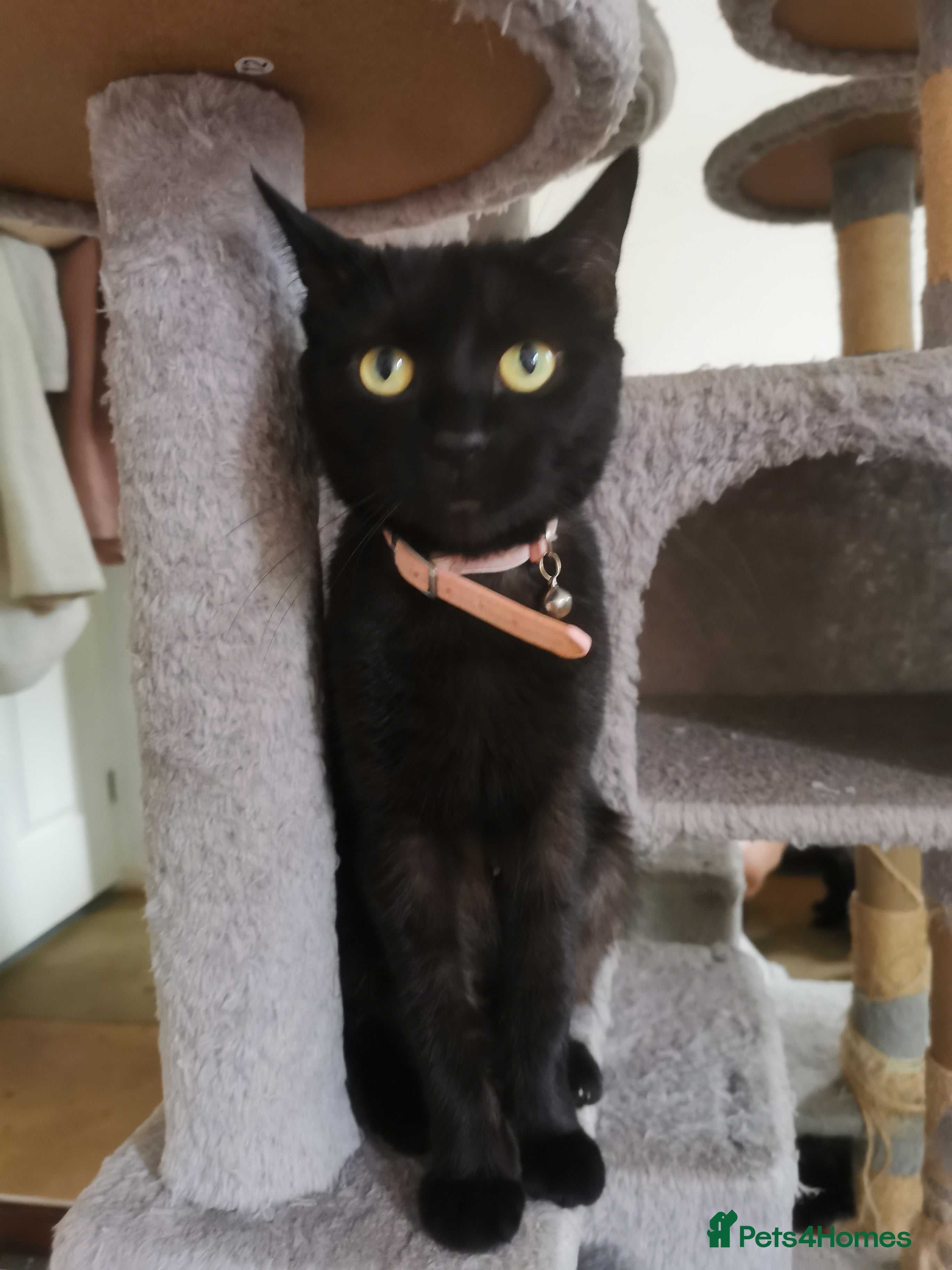 Bombay cats 6 beautiful Bombay kittens  - Advert 9