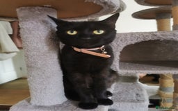 Bombay cats for sale: 6 beautiful Bombay kittens  - Image 10