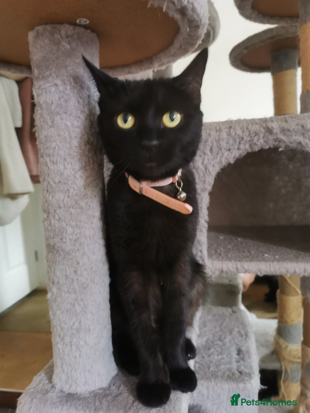 Bombay cats for sale: 6 beautiful Bombay kittens  - Image 10