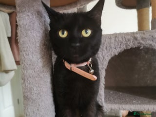 Bombay cats - Advert 2