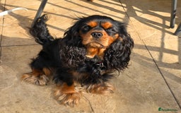 Cavalier King Charles Spaniel dogs for sale: Specialist Tested Cavalier King Charles  - Image 3