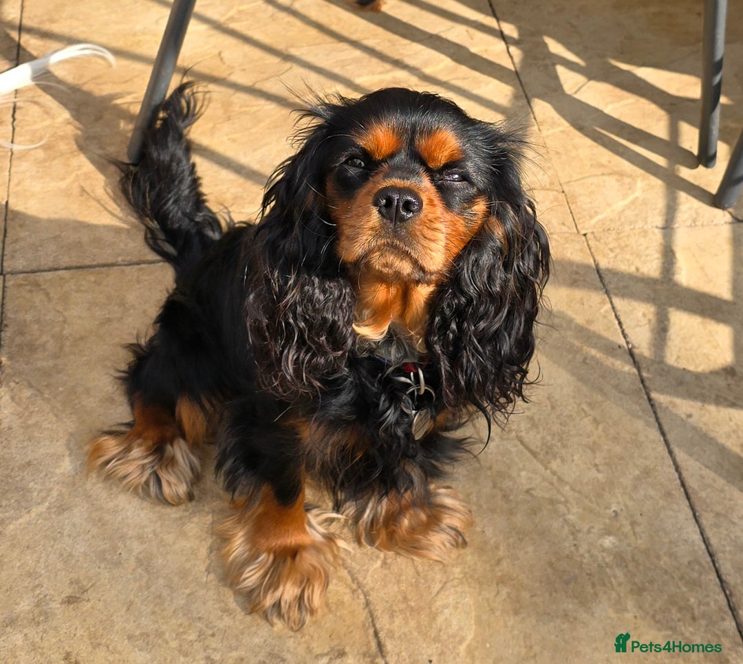 Cavalier King Charles Spaniel dogs for sale: Specialist Tested Cavalier King Charles  - Image 3