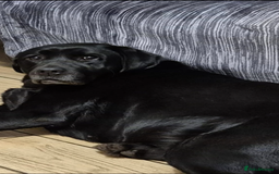 Labrador Retriever dogs for sale: KC, very cute Black labrador Show Type. READY KNOW in Ferryhill - Image 7