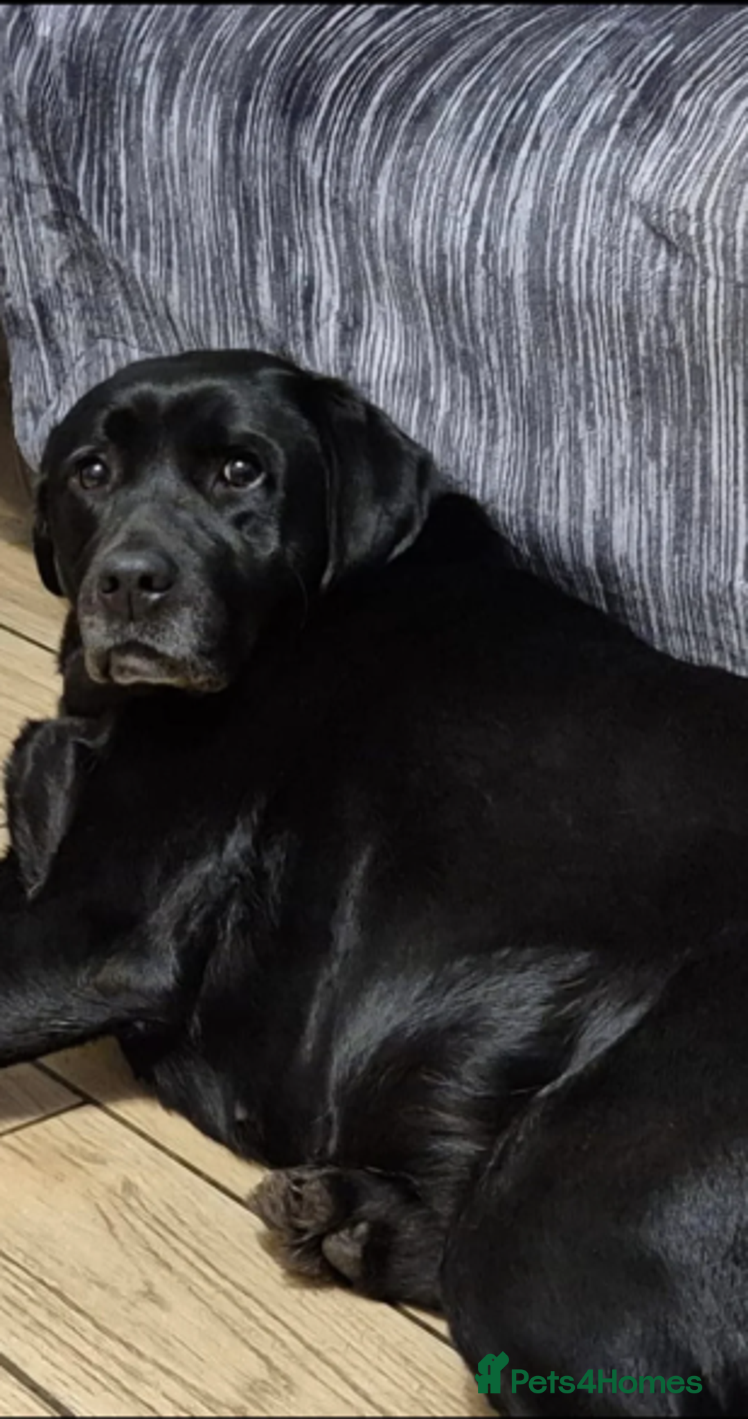 Labrador Retriever dogs for sale: KC, very cute Black labrador Show Type. READY KNOW in Ferryhill - Image 7