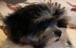 Maltese dogs for sale: Adorable little Maltese puppies  - Image 15