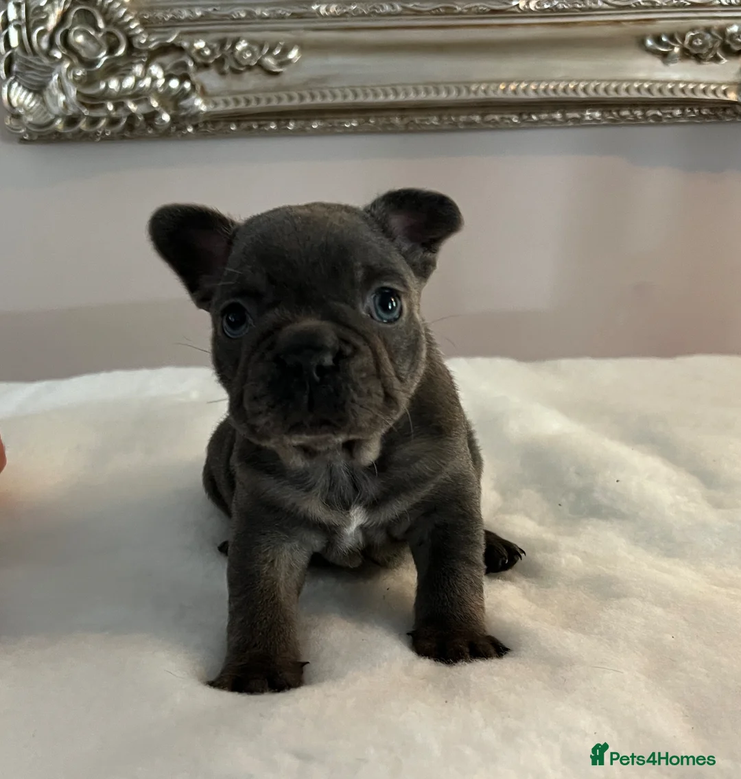 French Bulldog dogs for sale: Trio of French bulldogs 1 female 2 males - Advert 12