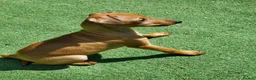 Italian Greyhound dogs for sale: Stunning kc Italian greyhounds  - Advert 5