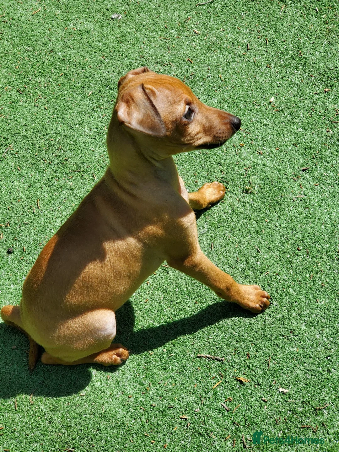 Italian Greyhound dogs for sale: Stunning kc Italian greyhounds  - Advert 1