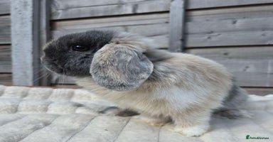 Mini Lop rabbits - Advert 8