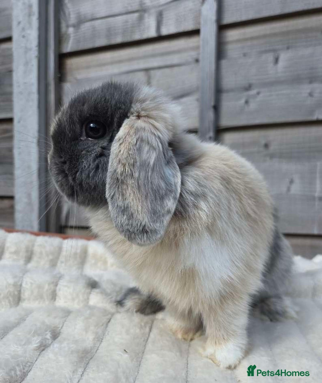 Mini Lop rabbits for sale: Harlequin mini lop doe  - Image 3